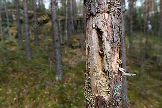 Insect-infested tree trunk