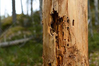 Insect-infested tree trunk