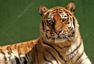 Tiger portrait