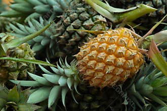 Pineapple