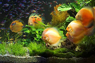 AQUARIUM