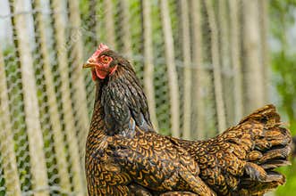 Poultry - Backyard chickens