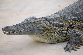 Crocodile