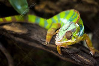 Chameleons or chamaeleons. Chamaeleonidae