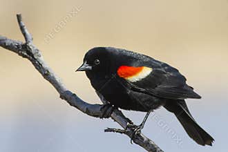 Red winged blackbird male