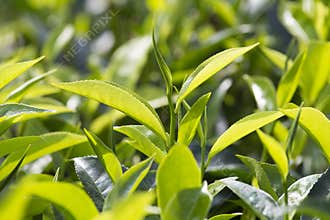 Young green leaves & leaf bud of the tea tree on plantation in Nuwara Eliya, Sri Lanka
