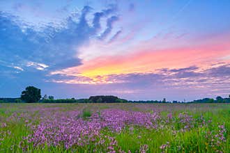 Beautiful sunrise countryside field flowers sky clouds landscape