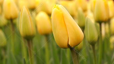 Yellow Tulip Flower