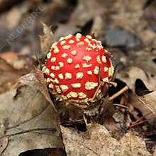 Red toadstool