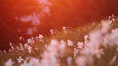 Blooming daffodil in the mountains with saturated sunset light