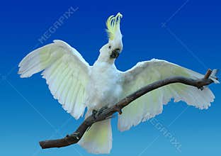 cockatoo