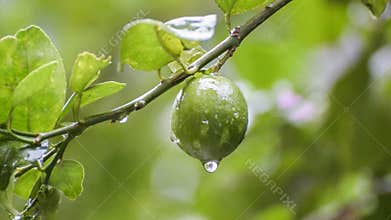 Rain water drops from lime fruit footage