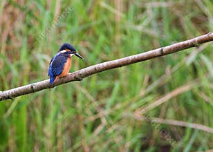 Kingfisher - Alcedo atthis - Perching