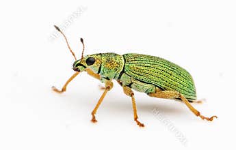 Isolated Green Bug