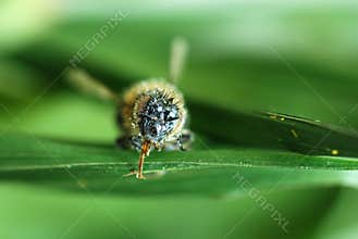 Bee