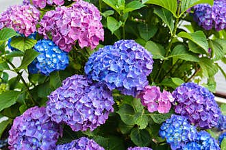 Hydrangea