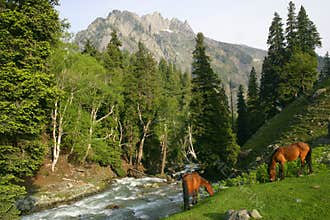 Horses grazing in the mountains