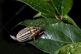Ten-Lined June Beetle