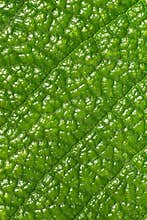 Leaf macro
