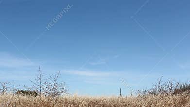 Natural Edge of Mountnain View CA Video