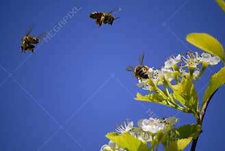 Bees Flying Around Flowers