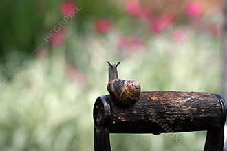 Garden snail (Helix aspersa)