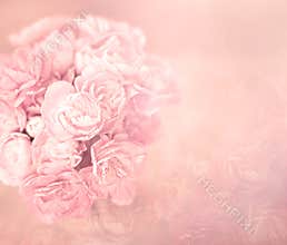 The abstract soft sweet pink flower background from carnation flowers