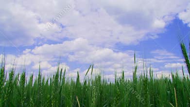 Field of winter wheat