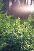 Beautiful sunset in Lithuania forest. Blueberry plant
