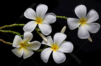 Frangipani flowers, Spa massage
