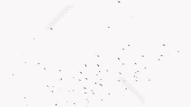 Flock of Swallows flying