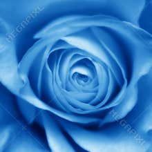 Blue Rose Bud