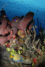 Queen Angel Fish in Coral