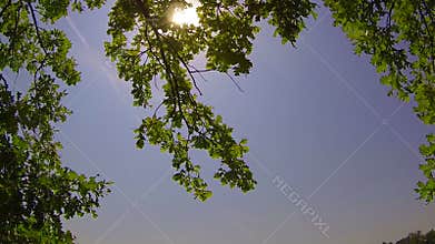 The sun is shining through the green leaves.
