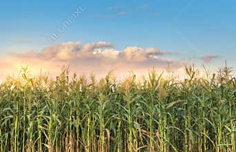 Corn Field