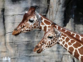 Giraffes