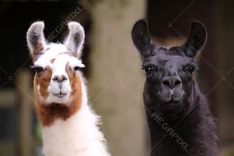 Llamas