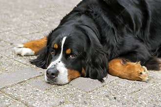 Bernese dog