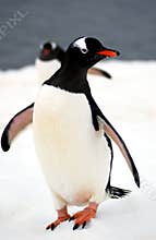 Gentoo penguin