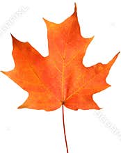 Orange autumn leaf