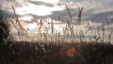 The breeze is blowing on tall grass.