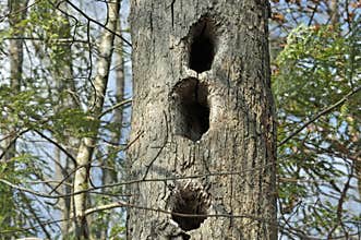 Wildlife Den Tree