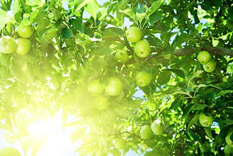 Apple tree