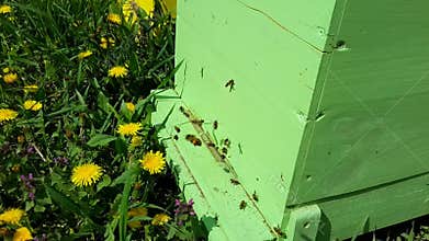 Beehive with bees time - lapse
