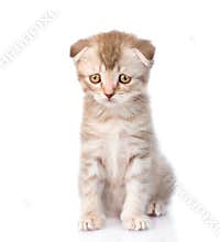 Sad flap-eared kitten. isolated on white background