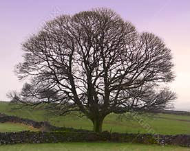 Perfect Tree - Winter