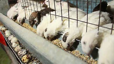 Pharaoh quail eat food and lay eggs in cage