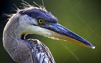 Great Blue Heron Head Shot