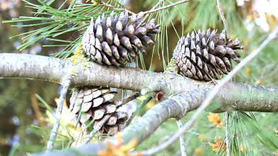 Dry and open pinecones in the tree