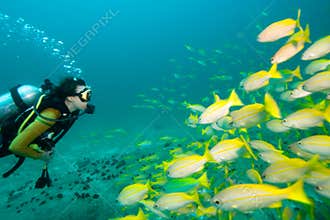 Diver meets fish